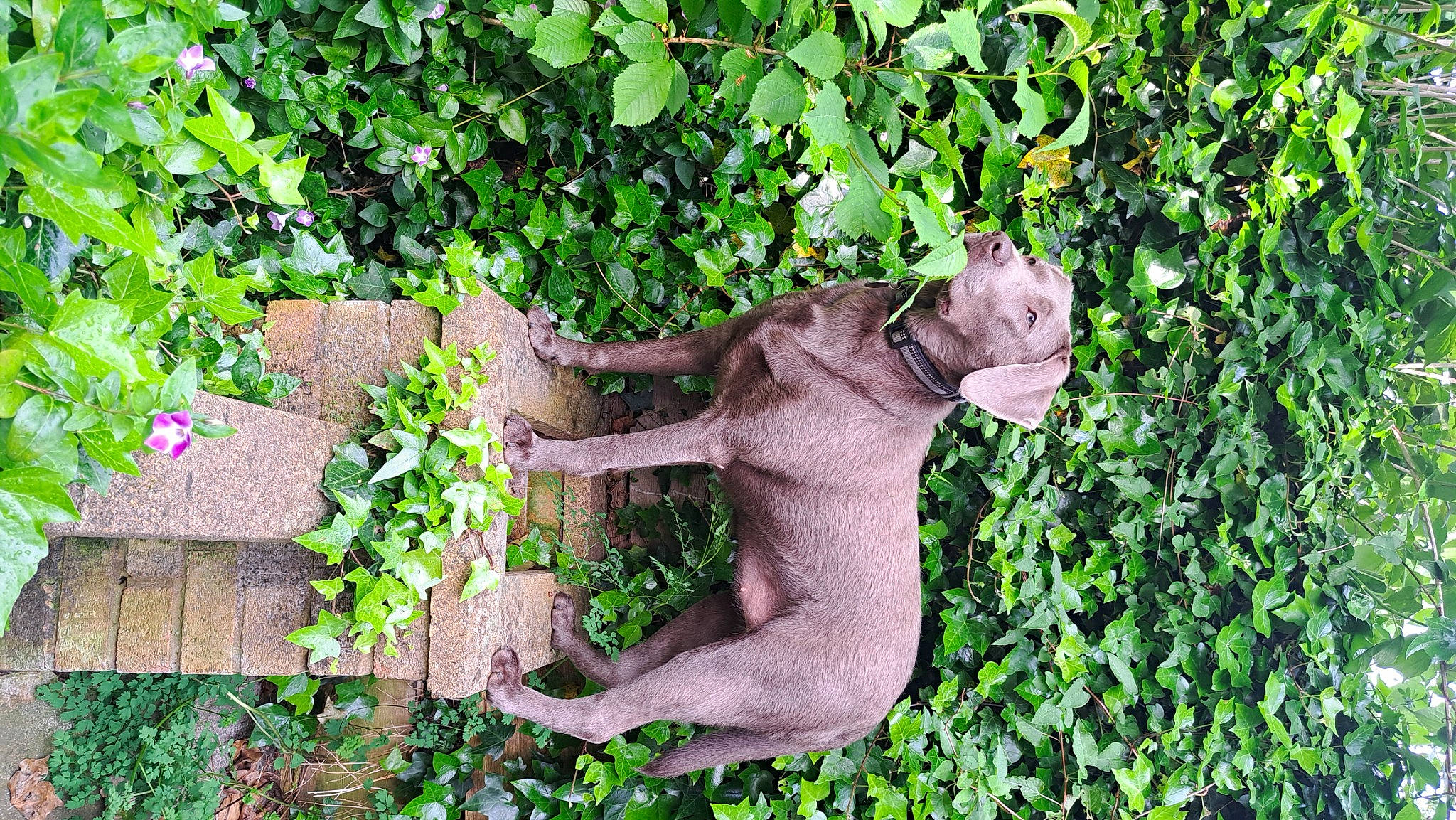 Tilly joined the competition — help win amazing prizes! annual_plant, art, brick, fawn, garden, grass, groundcover, herb, landscaping, lawn_ornament, plant, sculpture, shrub, statue, tail, terrestrial_animal, tree, trunk, wildlife, wood