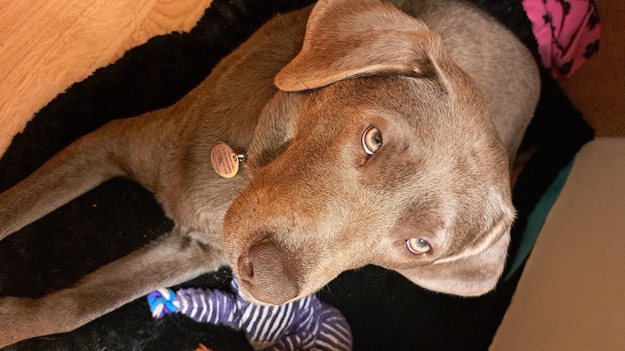 Tilly joined the competition — help win amazing prizes! canidae, carnivore, dog, dog_breed, ear, eye, fawn, fur, hat, liver, snout, sporting_group, whiskers, working_animal, wrinkle