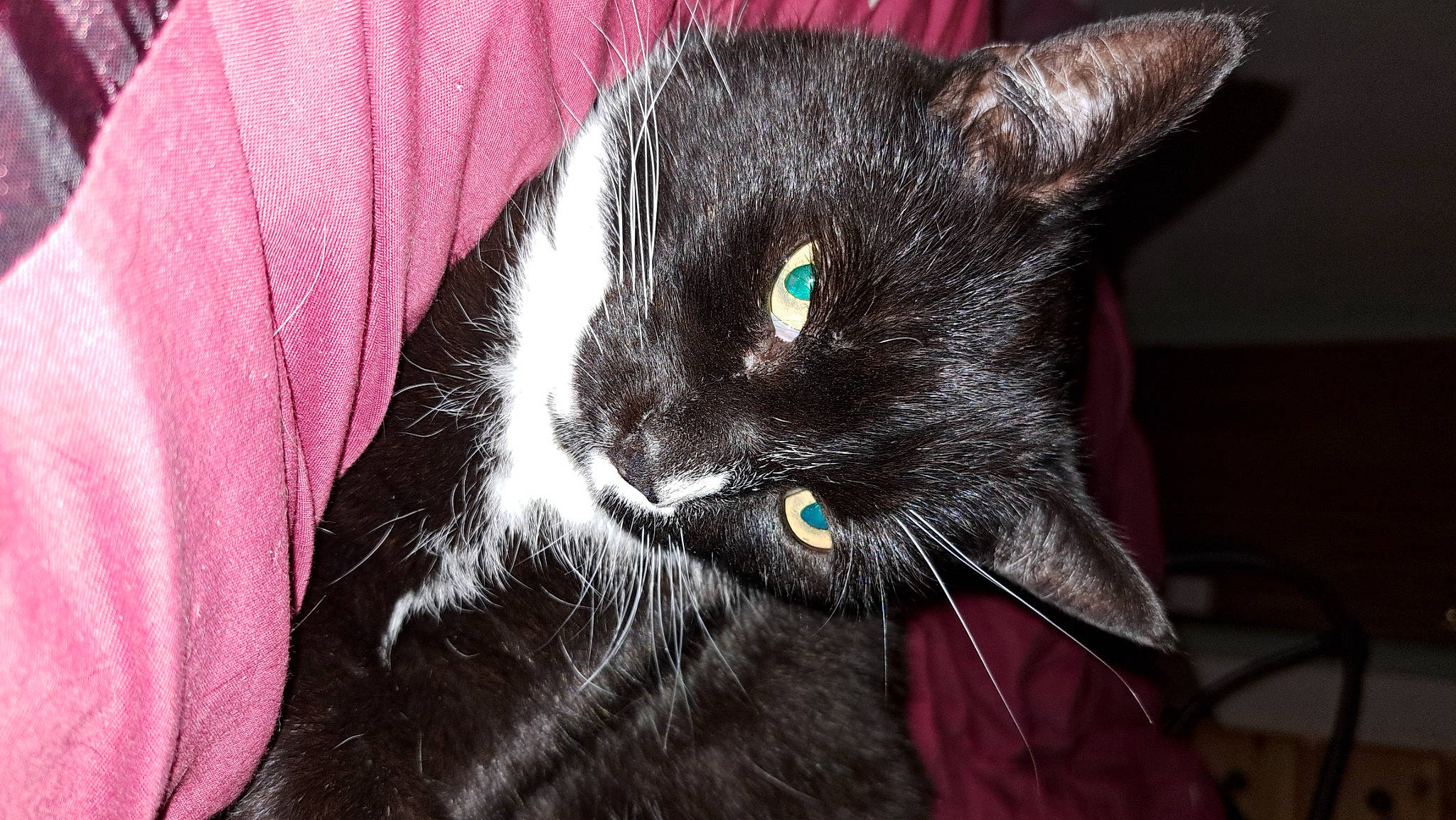 Leon joined the competition — help win amazing prizes! black_cat, bombay, carnivore, cat, claw, close_up, comfort, domestic_short_haired_cat, ear, eye, felidae, fur, head, human_body, magenta, small_to_medium_sized_cats, snout, terrestrial_animal, whiskers