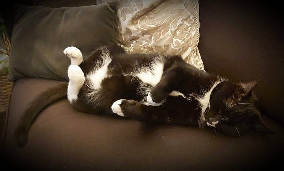 Leon is registered to the contest to win money with this photo: carnivore, cat, comfort, couch, darkness, domestic_short_haired_cat, felidae, flash_photography, fur, grey, monochrome, monochrome_photography, paw, room, shadow, small_to_medium_sized_cats, style, tail, vertebrate, whiskers