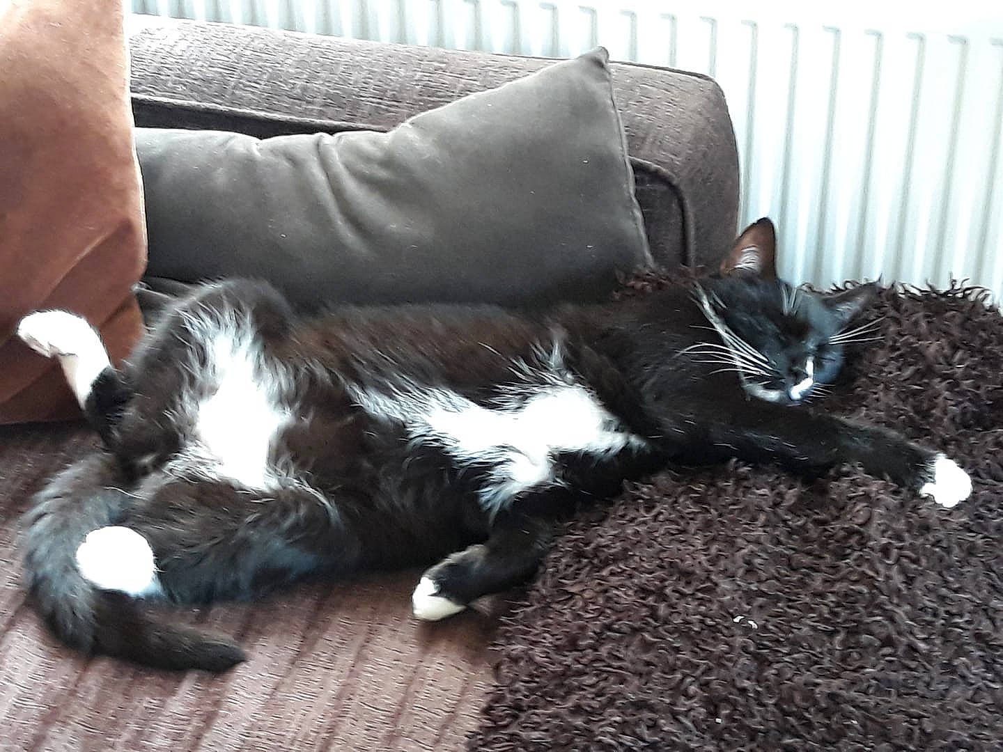 Leon is registered to the contest to win money with this photo: carnivore, cat, claw, comfort, companion_dog, couch, dog_breed, domestic_short_haired_cat, eye, felidae, flooring, foot, fur, hardwood, human_leg, lap, small_to_medium_sized_cats, tail, whiskers, wood