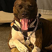 Uno is registered to the contest to win money with this photo: accessories, animal, bodypart, boxer, bulldog, canine, collar, couch, dog, frenchbulldog, furniture, hound, jewelry, leash, necklace, pet, pitbull, policedog, snout, strap