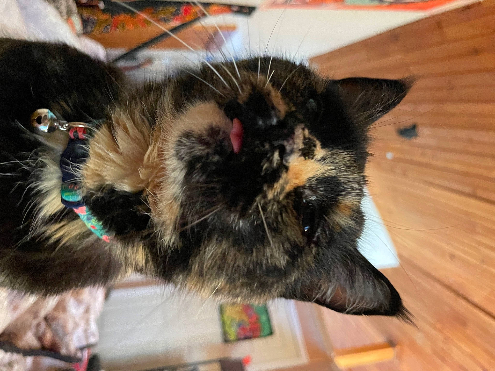 Catniss joined the competition — help win amazing prizes! carnivore, cat, claw, comfort, dog_breed, domestic_short_haired_cat, felidae, foot, fur, hardwood, natural_material, paw, small_to_medium_sized_cats, snout, sporting_group, tail, varnish, whiskers, wood, wood_stain