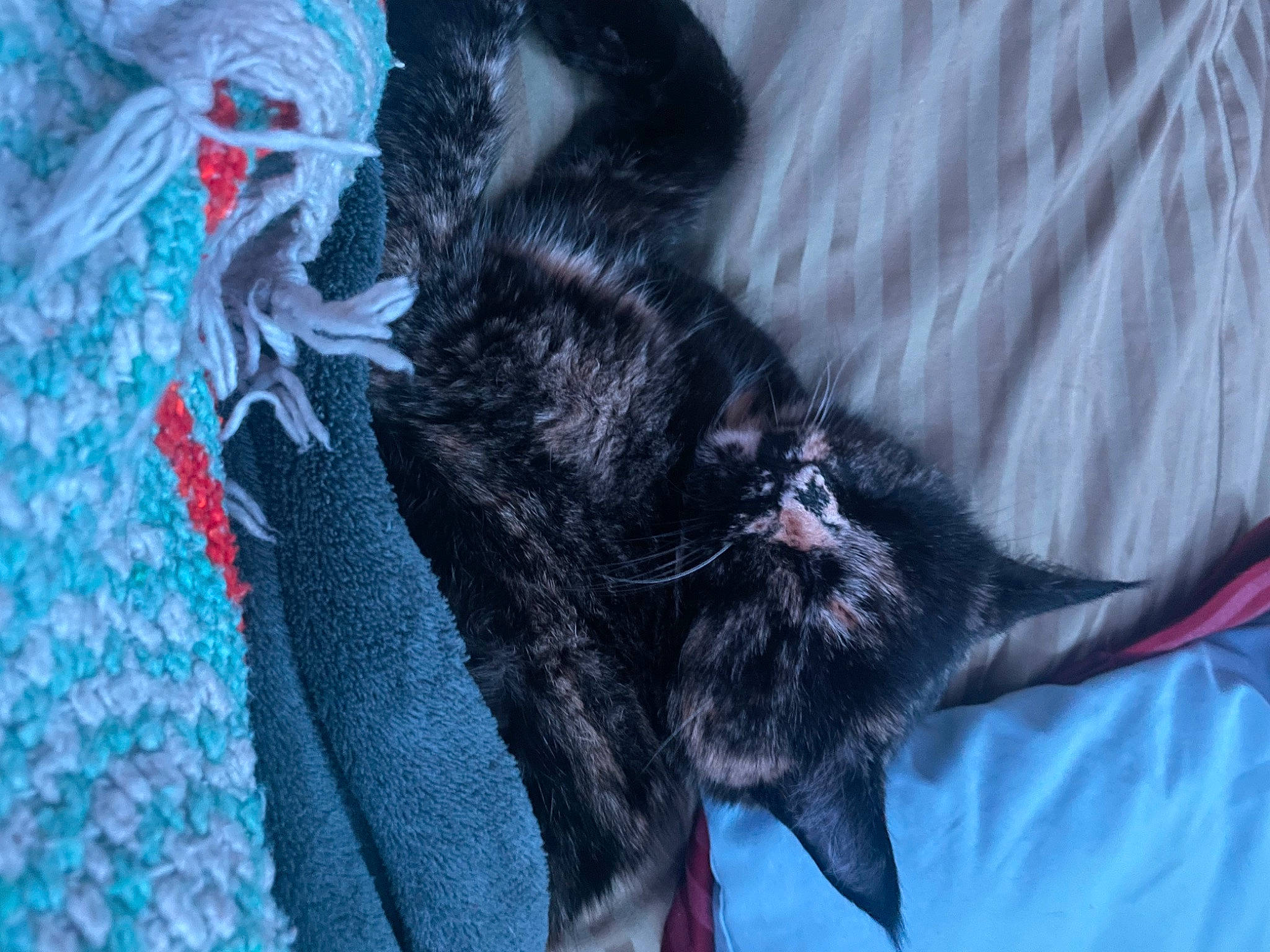 Catniss is registered to the contest to win money with this photo: black_cat, bombay, canidae, carmine, carnivore, cat, claw, comfort, dog_breed, domestic_short_haired_cat, electric_blue, felidae, fur, grey, linens, pattern, sleeve, small_to_medium_sized_cats, tail, whiskers