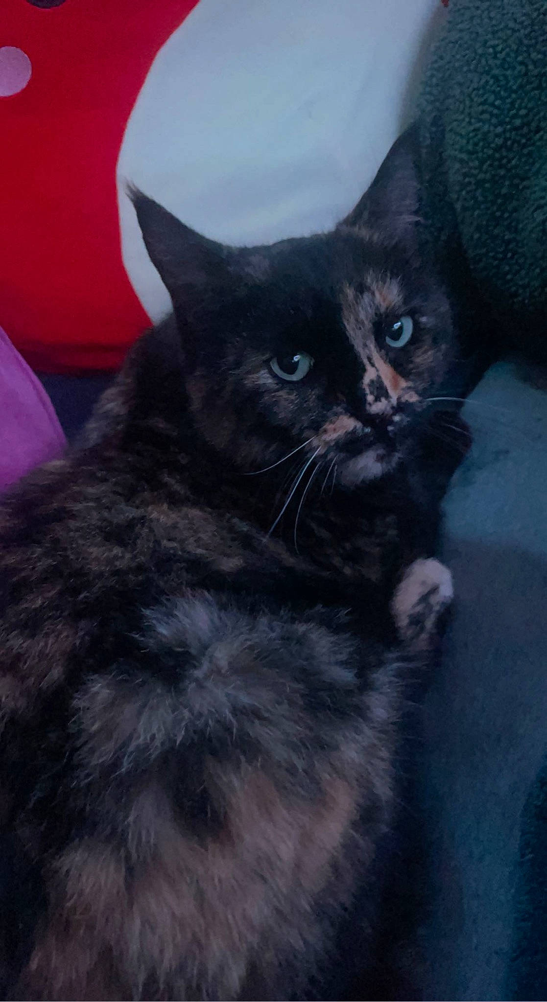 Catniss joined the competition — help win amazing prizes! black_cat, bombay, carnivore, cat, chartreux, claw, comfort, domestic_short_haired_cat, electric_blue, felidae, fur, grey, paw, small_to_medium_sized_cats, snout, tail, terrestrial_animal, whiskers