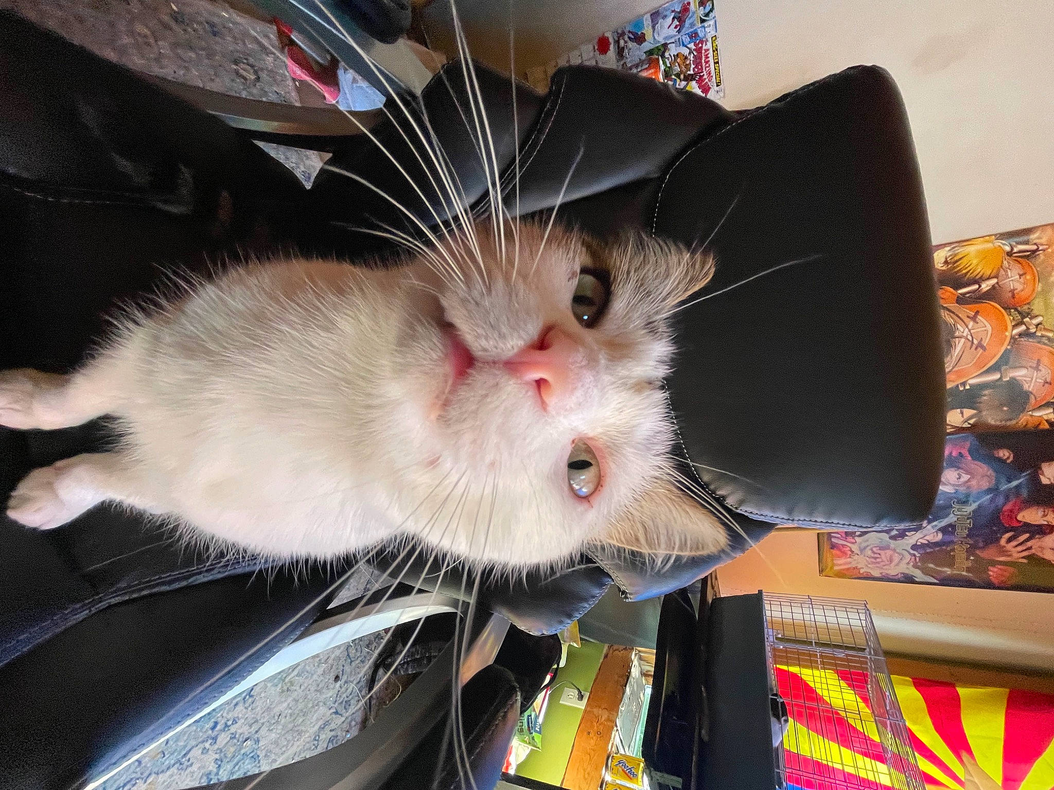 Indy joined the competition — help win amazing prizes! carnivore, cat, claw, comfort_food, domestic_short_haired_cat, felidae, fur, mouse, muroidea, paw, russian_blue, small_to_medium_sized_cats, snout, tail, whiskers