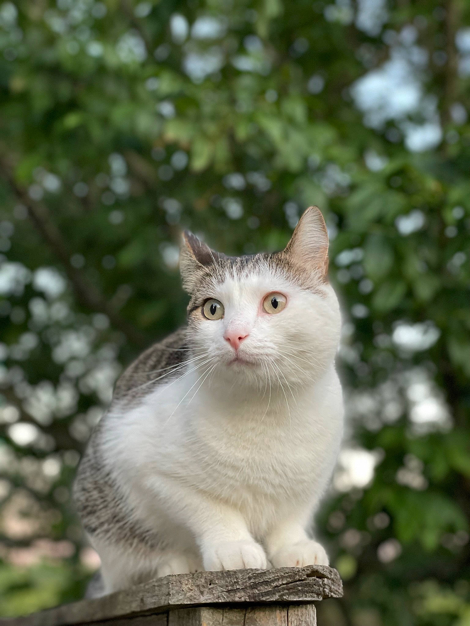 Indy joined the competition — help win amazing prizes! carnivore, cat, domestic_short_haired_cat, eye, fawn, felidae, fur, grass, plant, scottish_fold, small_to_medium_sized_cats, tail, terrestrial_animal, tree, trunk, whiskers, wildlife