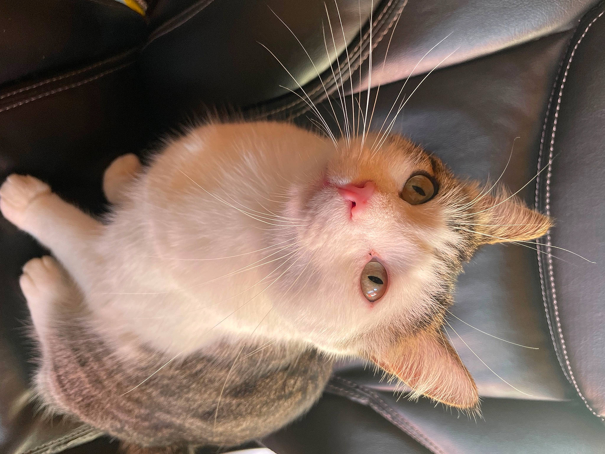 Indy is registered to the contest to win money with this photo: carnivore, cat, cat_supply, claw, domestic_short_haired_cat, ear, eye, eyelash, fawn, felidae, fur, paw, small_to_medium_sized_cats, snout, tail, whiskers