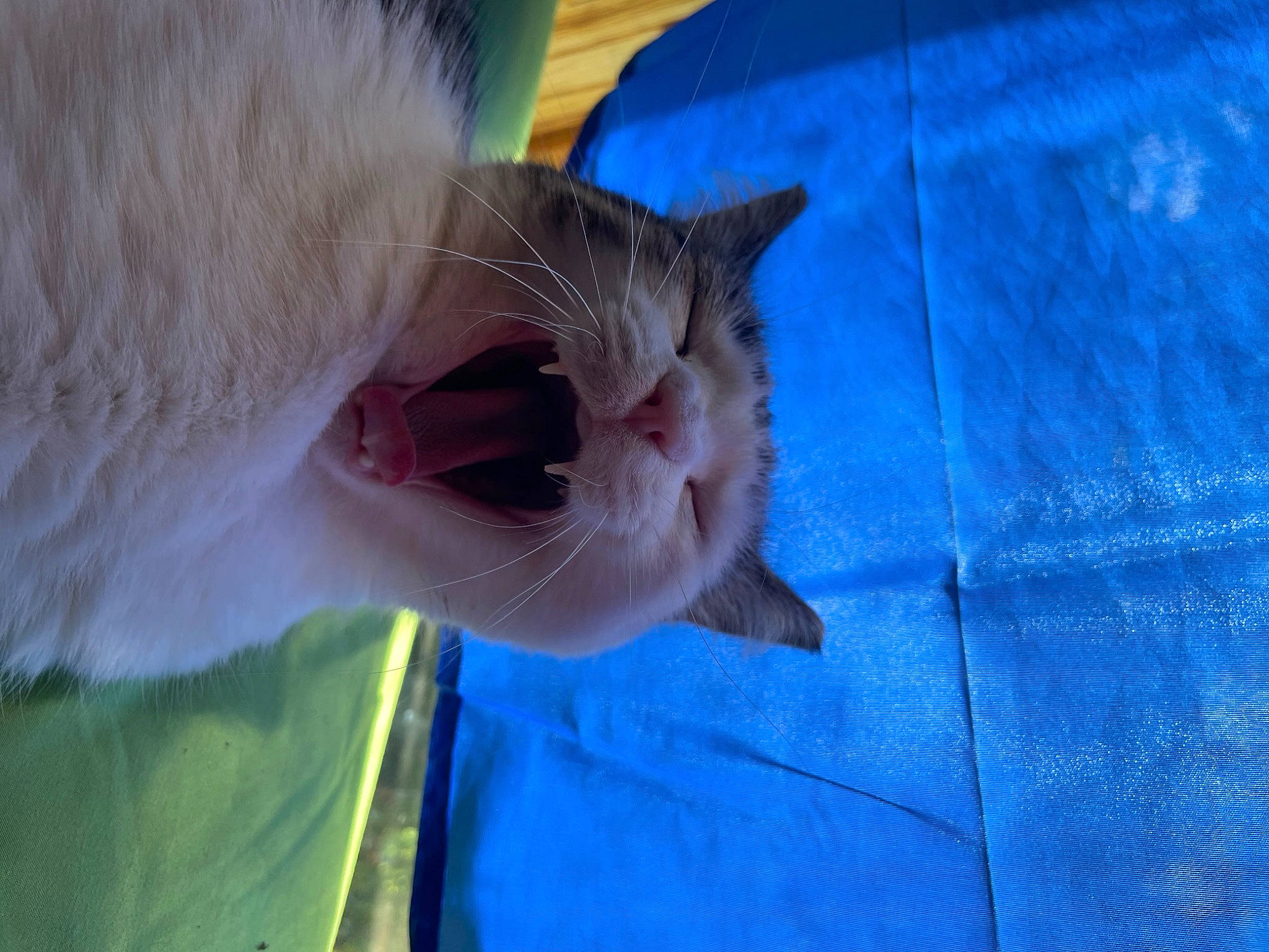 Indy joined the competition — help win amazing prizes! blue, carnivore, cat, claw, comfort, domestic_short_haired_cat, electric_blue, fawn, felidae, fur, gesture, grass, paw, plant, small_to_medium_sized_cats, snout, sunglasses, tail, whiskers