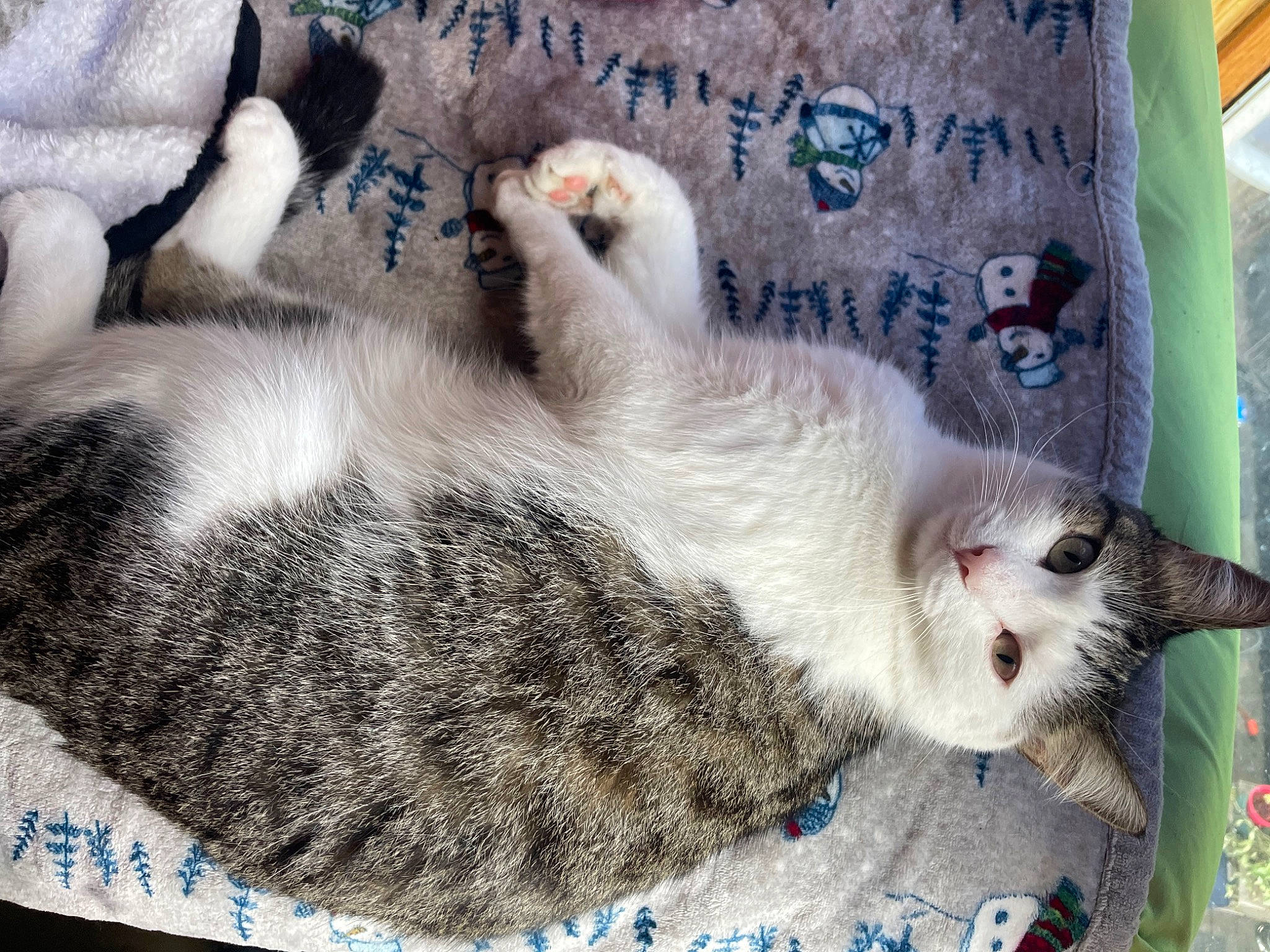 Indy is registered to the contest to win money with this photo: carnivore, cat, cat_bed, cat_supply, claw, comfort, domestic_short_haired_cat, felidae, fur, linens, mustelidae, nap, pattern, paw, small_to_medium_sized_cats, tail, terrestrial_animal, whiskers, wildlife