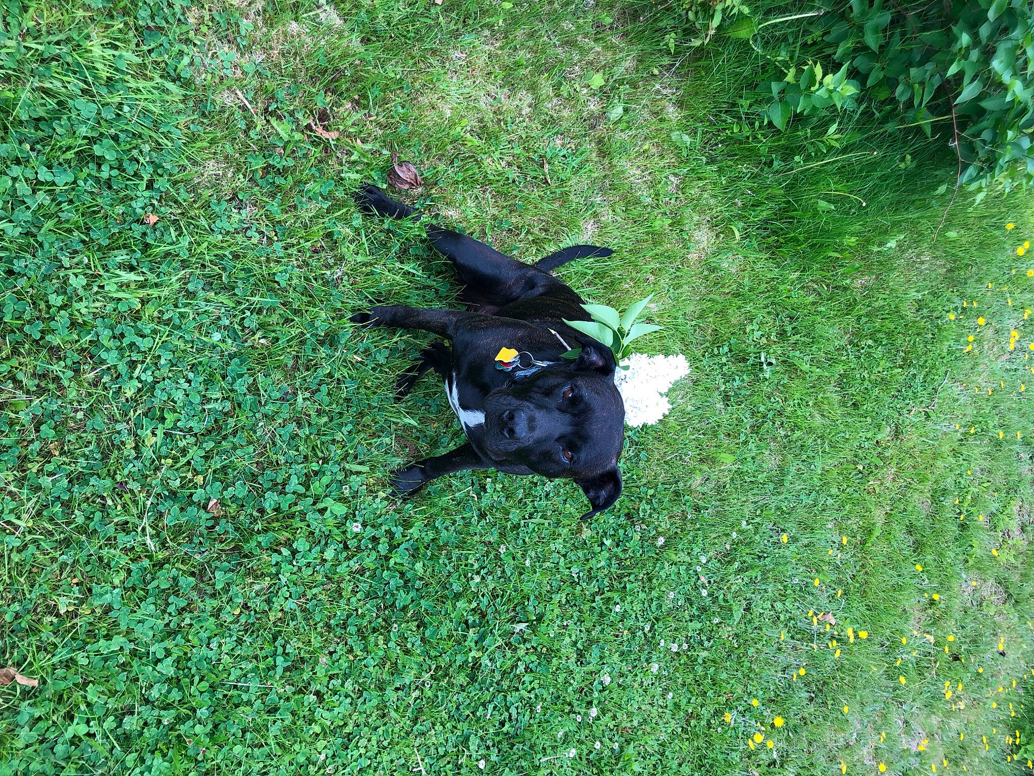 Noelle is registered to the contest to win money with this photo: annual_plant, artificial_turf, asphalt, crow_like_bird, dog_breed, electric_blue, grass, grassland, groundcover, plant, road_surface, shadow, shrub, soil, sporting_group, tail, tar, terrestrial_animal, terrestrial_plant, tints_and_shades