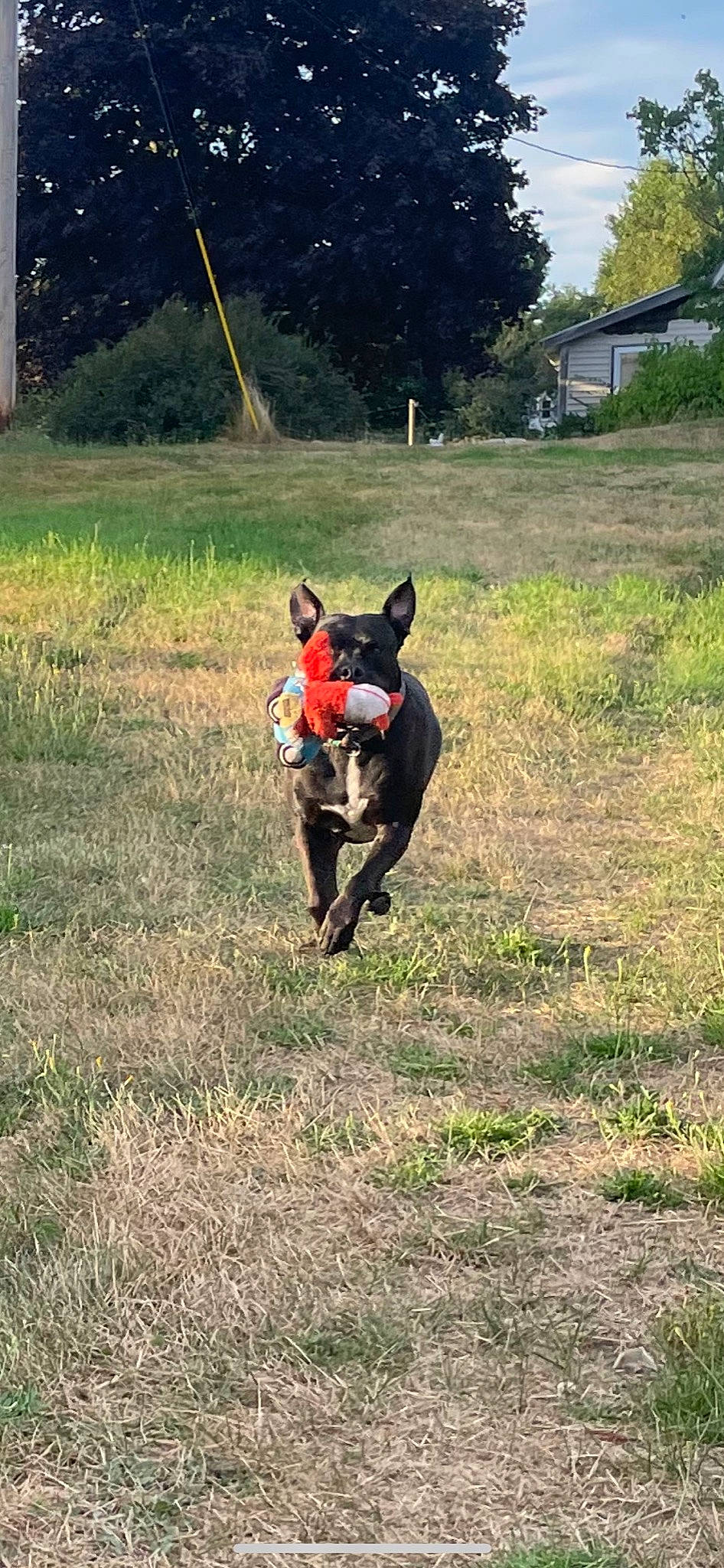 Noelle is registered to the contest to win money with this photo: adventure, canidae, carnivore, companion_dog, dog, dog_breed, dog_sports, dog_supply, fawn, grass, grassland, guard_dog, pasture, plant, recreation, soil, sporting_group, tail, tree, working_animal