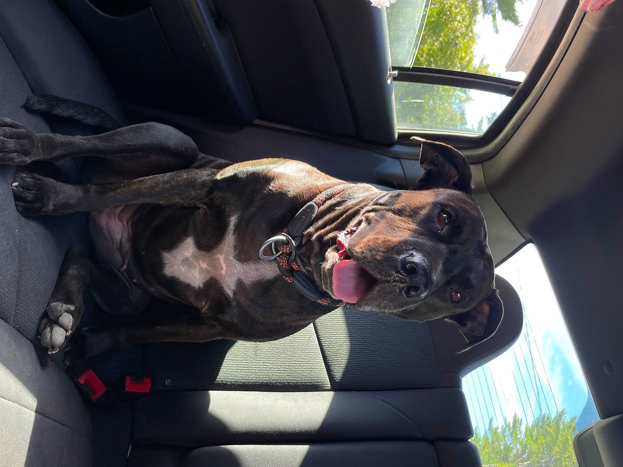 Noelle is registered to the contest to win money with this photo: auto_part, automotive_exterior, car, car_seat, car_seat_cover, carnivore, comfort, companion_dog, dog, dog_breed, dog_collar, family_car, fawn, head_restraint, motor_vehicle, snout, sporting_group, tints_and_shades, vehicle, vehicle_door