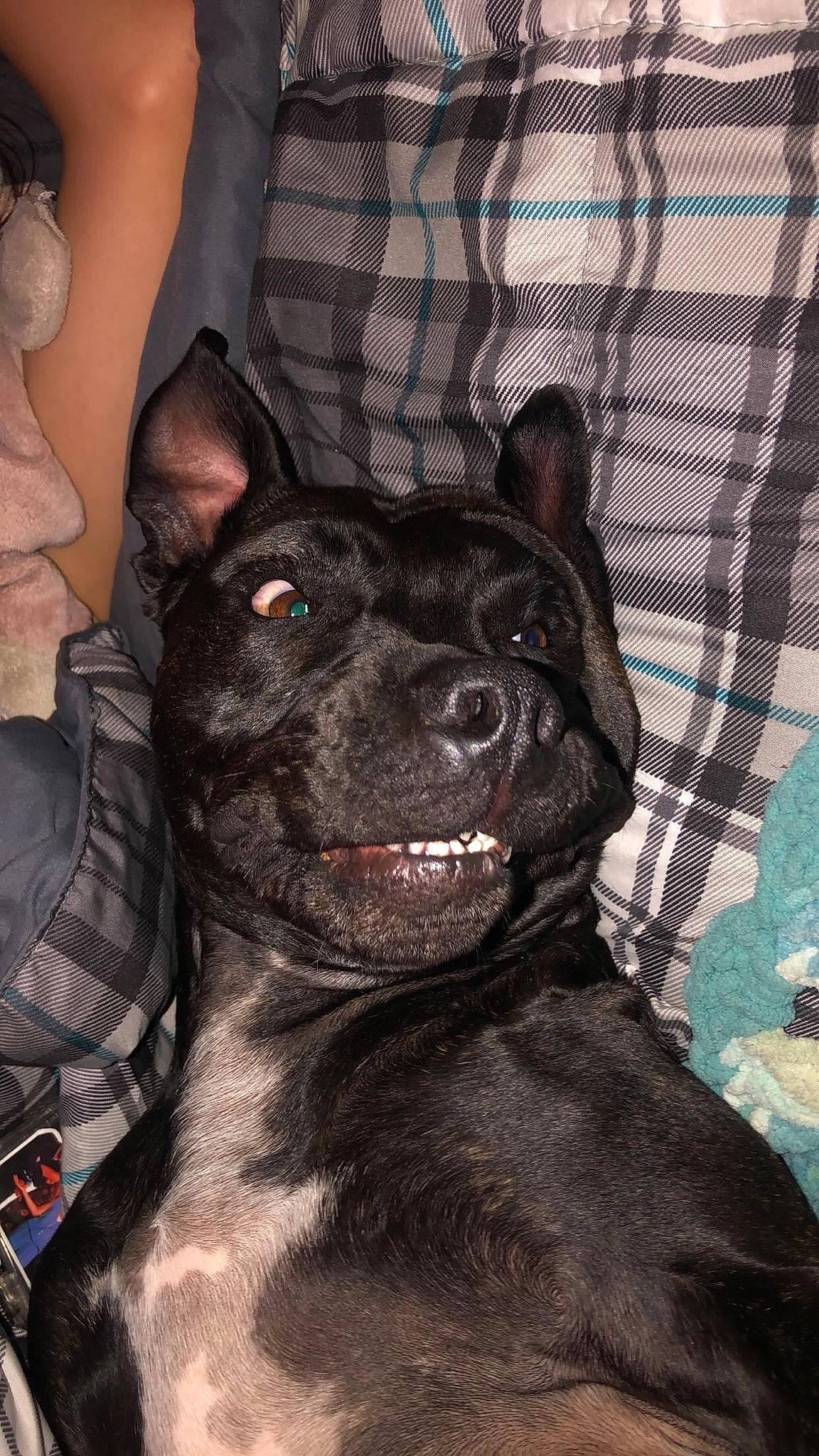 Noelle joined the competition — help win amazing prizes! art, borador, canidae, carnivore, collar, companion_dog, dog, dog_breed, fawn, flash_photography, fur, guard_dog, liver, pattern, snout, sporting_group, terrestrial_animal, toy_dog, whiskers, working_animal