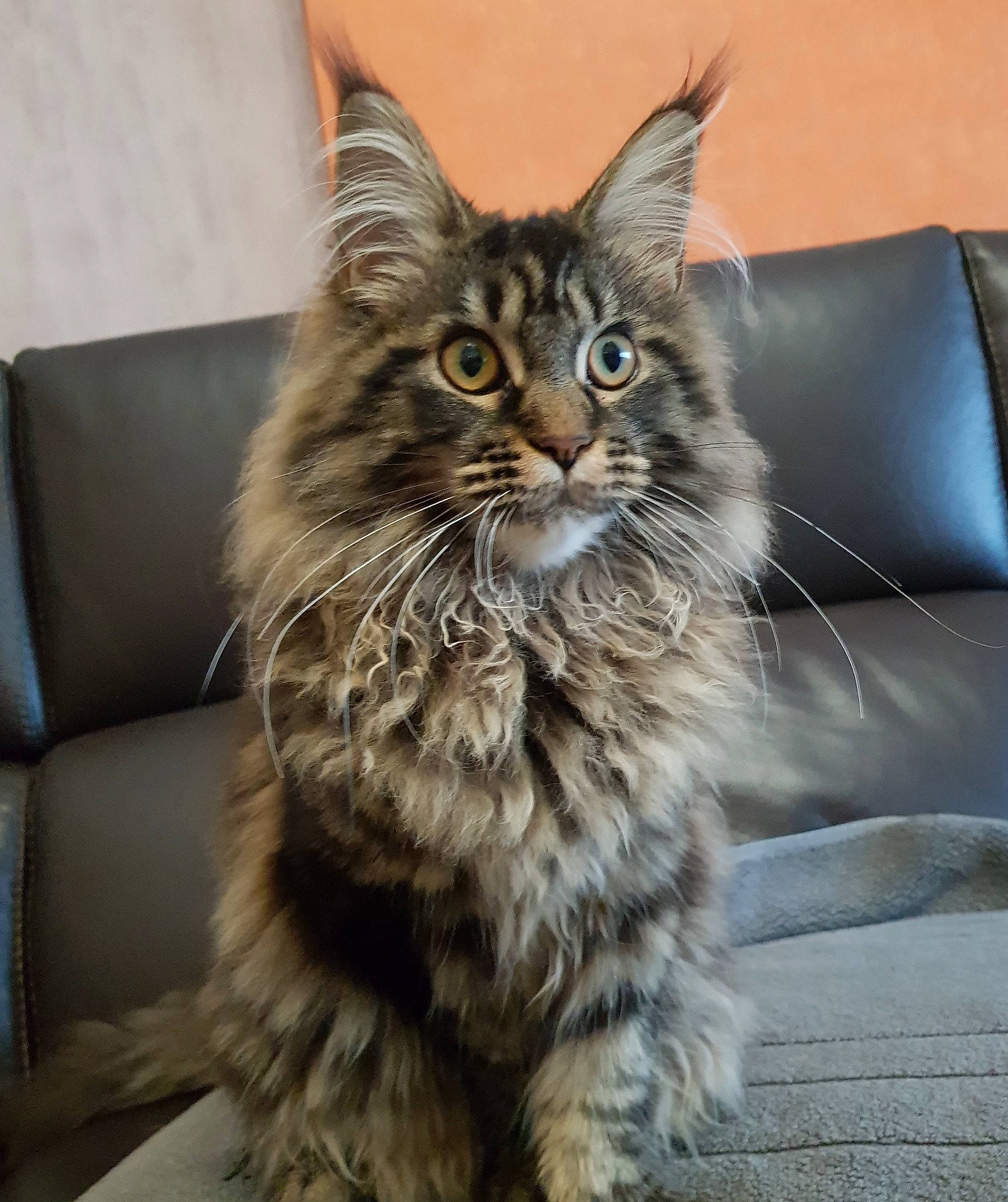 Asia a rejoint le concours — aidez-le/la à gagner de superbes lots ! asian, asian_semi_longhair, british_semi_longhair, carnivore, cat, domestic_long_haired_cat, dragon_li, felidae, fur, kitten, maine_coon, mammal, norwegian_forest_cat, pixie_bob, siberian, small_to_medium_sized_cats, tabby_cat, vertebrate, whiskers, wild_cat