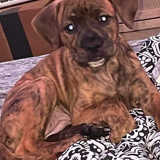 Nala joined the competition — help win amazing prizes! animal, bed, boxer, bulldog, canine, couch, cushion, device, dog, face, furniture, head, homedecor, hound, indoors, interiordesign, person, pet, photography, puppy