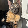 cat, tortoiseshell, windowsill, sunlight, relaxed, animal, pet, feline, whiskers, ear, paw, fur, daylight, shadow, indoor, closeup, window, resting, cute, portrait