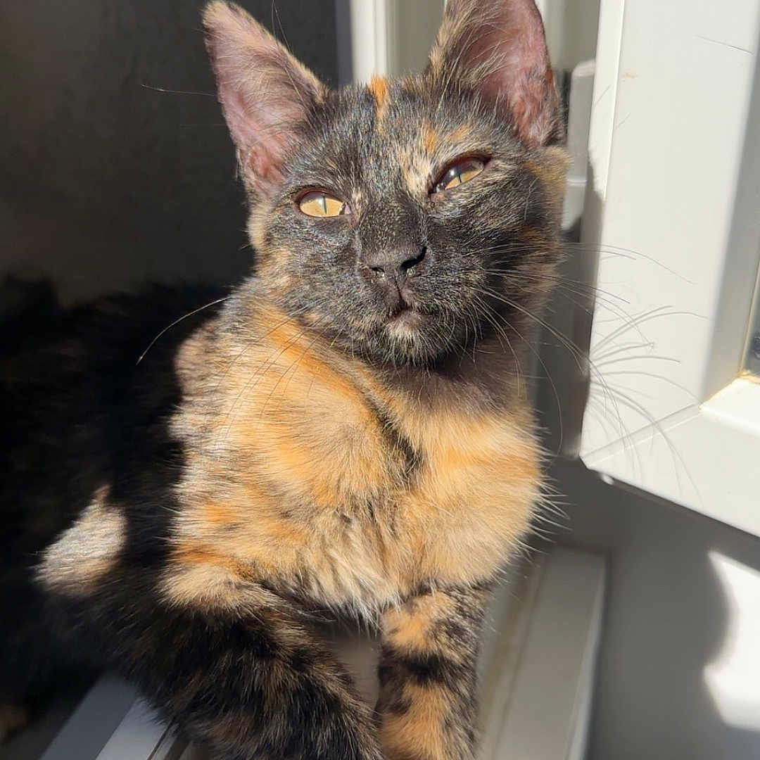Lyla participe au concours pour gagner de l'argent avec cette photo : cat, tortoiseshell, windowsill, sunlight, relaxed, animal, pet, feline, whiskers, ear, paw, fur, daylight, shadow, indoor, closeup, window, resting, cute, portrait