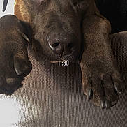 Mya a rejoint le concours — aidez-le/la à gagner de superbes lots ! dog, brown_dog, close_up, resting, paws, couch, texture, indoor, pet, animal, face, snout, ears, fur, looking, expression, relaxed, home, furniture, nostrils