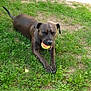 dog, tennis_ball, grass, outdoor, pet, playing, brown_dog, lawn, relaxing, animal, canine, mouth, toy, backyard, furniture, patio, sunlight, happy, nature, domestic_animal