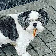 Tommy joined the competition — help win amazing prizes! animal, black_and_white, canine, chew_stick, companion, curious, cute, dog, ears, fur, muzzle, nose, outdoor, pavement, pet, playful, shaggy, small_dog, standing, walking