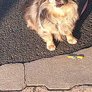 Chouchou participe au concours pour gagner de l'argent avec cette photo : dog, small_dog, fluffy, outdoor, pavement, sunlight, toy, pet, leash, playful, cute, animal, canine, walking, shadow, daylight, fur, expression, sitting, sidewalk