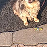dog, small_dog, fluffy, outdoor, pavement, sunlight, toy, pet, leash, playful, cute, animal, canine, walking, shadow, daylight, fur, expression, sitting, sidewalk