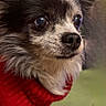 Chouchou participe au concours pour gagner de l'argent avec cette photo : dog, small_dog, chihuahua, pet, red_sweater, fur, cute, animal, indoor, portrait, close_up, face, ears, black_and_white, whiskers, snout, expression, looking_away, domestic_animal, companion
