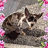 Chouchou a rejoint le concours — aidez-le/la à gagner de superbes lots ! dog, small_dog, spotted_dog, pet, indoor, carpet, rug, patterned_rug, curious, looking_up, ears_up, floral_frame, pink_flowers, decorative_frame, floor_tiles, animal, companion, cute, domestic_animal, home