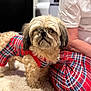 dog, plaid_outfit, carpet, indoor, person, plaid_pants, furry, pet, cozy, red, pattern, matching, cute, small_dog, apparel, companion, home, resting, casual, domestic
