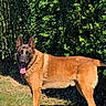 dog, belgian_malinois, animal, pet, outdoor, grass, greenery, bushes, sunlight, tongue_out, alert, standing, canine, nature, fur, ears_up, daylight, mammal, portrait, garden