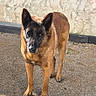 dog, belgian_malinois, animal, pet, outdoor, alert, ears, fur, standing, ground, wall, curious, canine, portrait, daylight, watchful, four_legs, brown, black, domestic