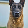 Tyron participe au concours pour gagner de l'argent avec cette photo : dog, german_shepherd, portrait, close_up, ears, fur, animal, pet, outdoor, canine, muzzle, brown, black, eyes, snout, watchful, alert, background_blur, nature, companion