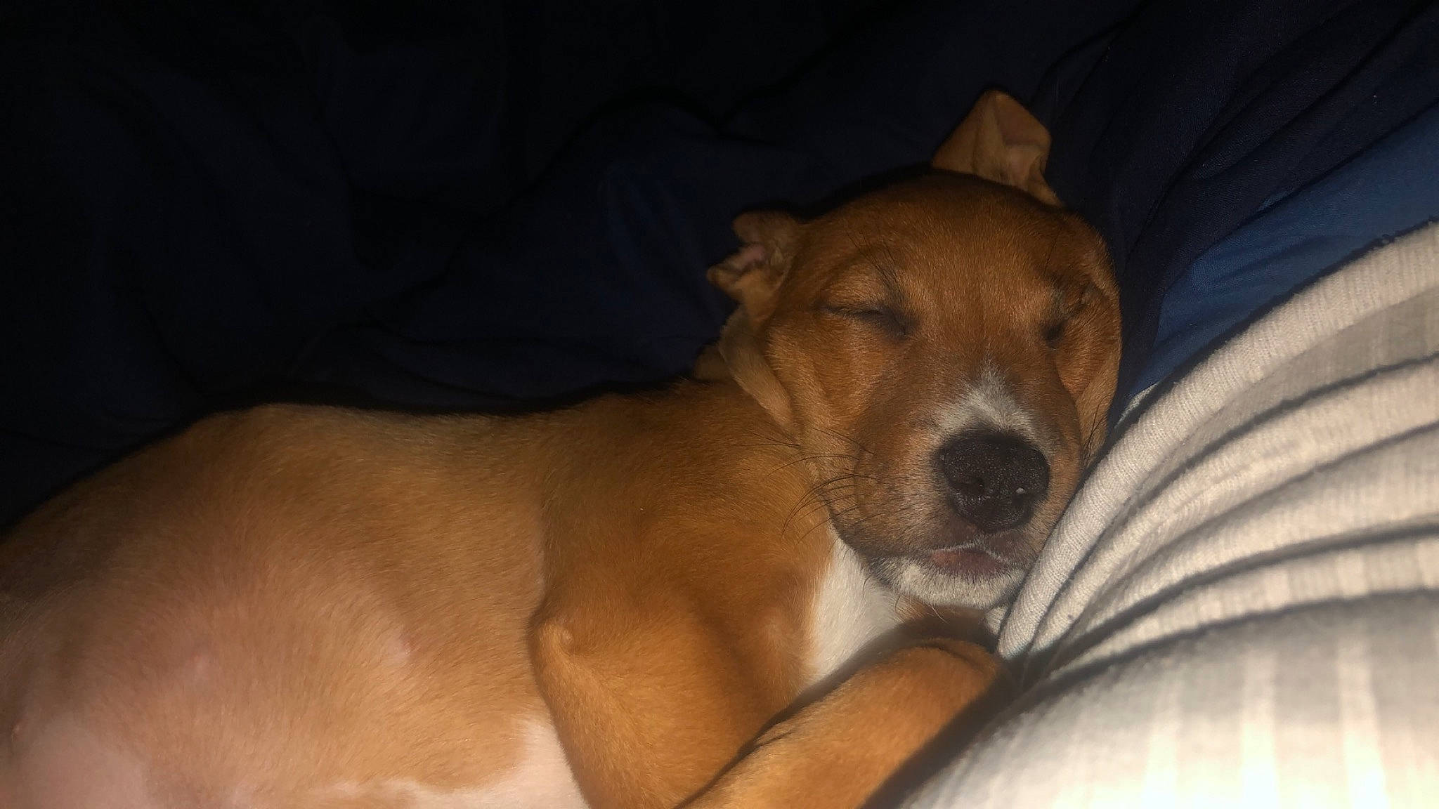 Lola is registered to the contest to win money with this photo: basenji, canidae, carnivore, dog, dog_breed, fawn, feist, mammal, plummer_terrier, puppy, snout, treeing_feist, vertebrate