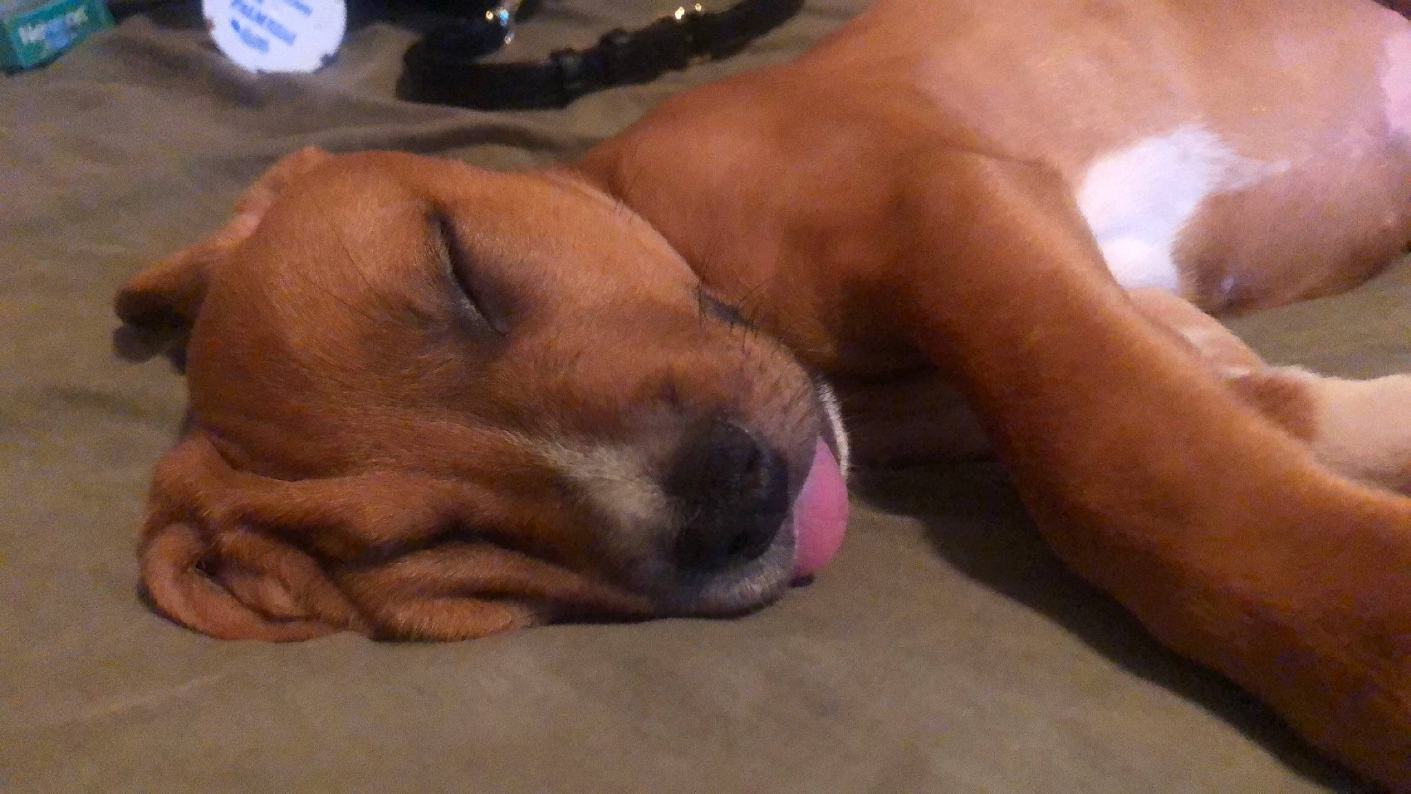 Lola joined the competition — help win amazing prizes! black_mouth_cur, boerboel, boxer, bullmastiff, canidae, carnivore, dog, dog_breed, fawn, mammal, muscle, puppy, rhodesian_ridgeback, snout, sporting_group, tosa, vertebrate