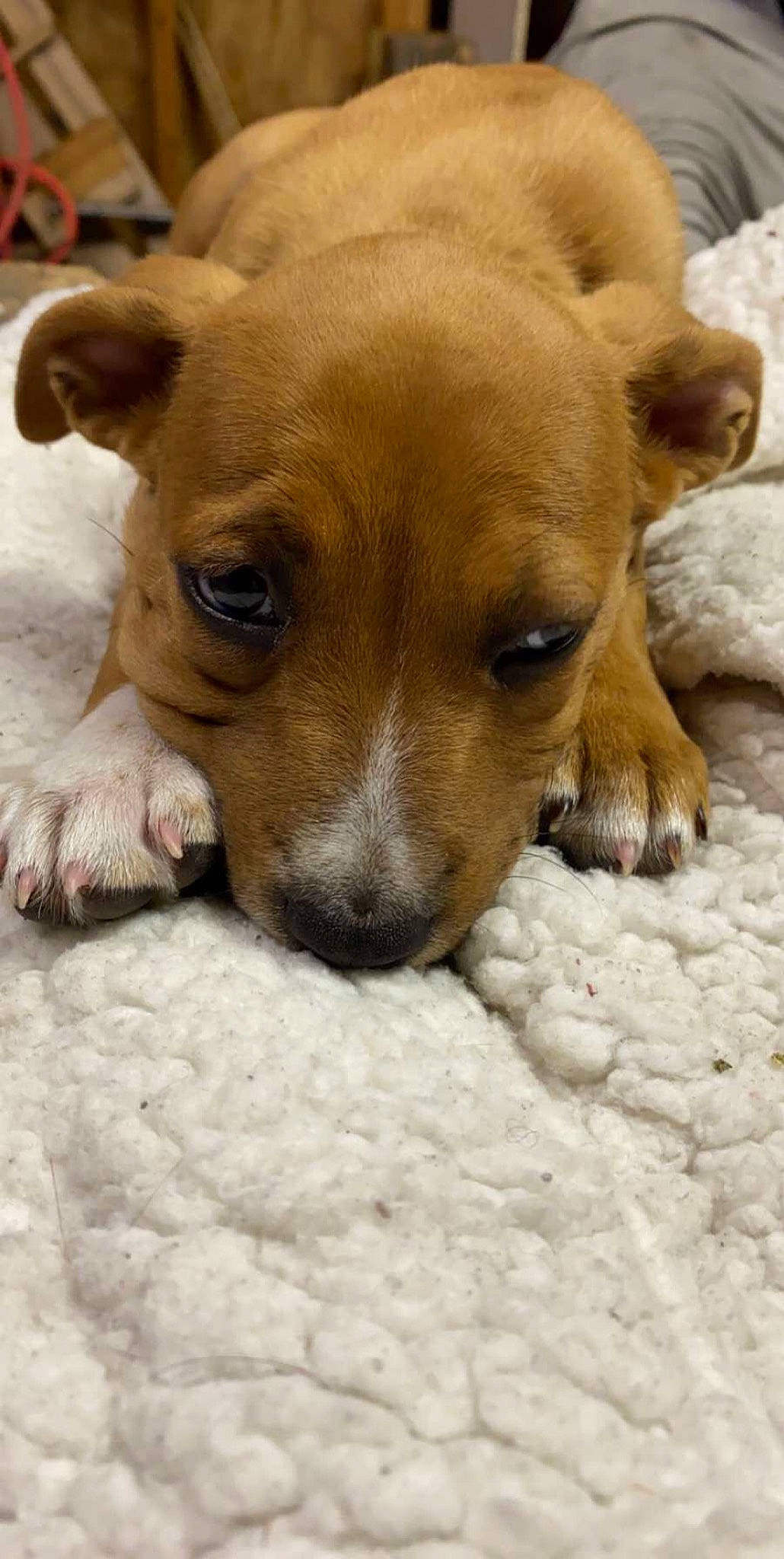 Lola joined the competition — help win amazing prizes! aspin, canidae, carnivore, companion_dog, corgi_chihuahua, dog, dog_breed, fawn, feist, fox_terrier, irishjacks, mammal, miniature_fox_terrier, potcake_dog, puppy, rare_breed_dog, snout, street_dog, vertebrate