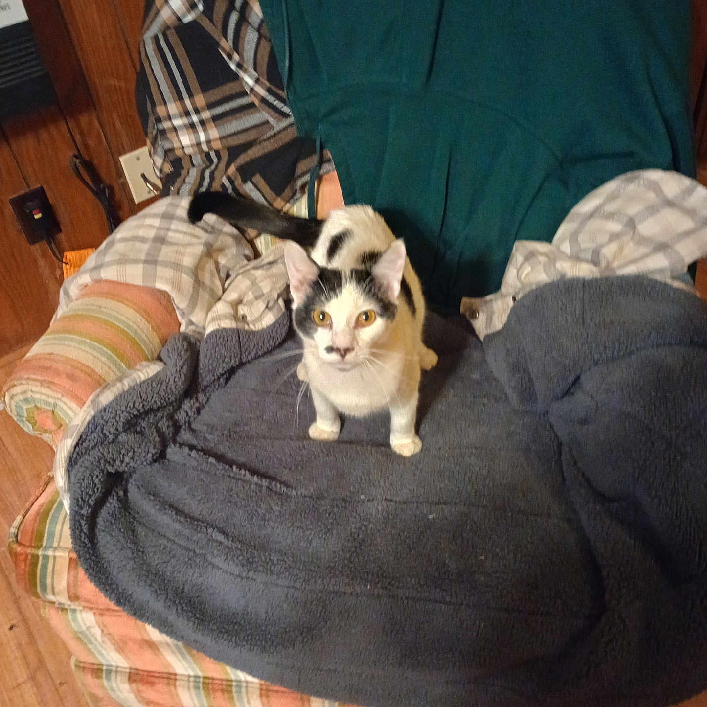 Oreo joined the competition — help win amazing prizes! animal, armchair, black_and_white, blanket, cat, cozy, curious, cushion, ears, floor, fur, furniture, home, indoor, looking_up, pet, plaid, striped, tail, wood_paneling