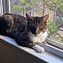 cat, tabby, windowsill, window, screen, green_eyes, indoor, sunlight, leafy_branches, resting, pet, feline, whiskers, paws, curious, relaxed, animal, domestic, fur, nature