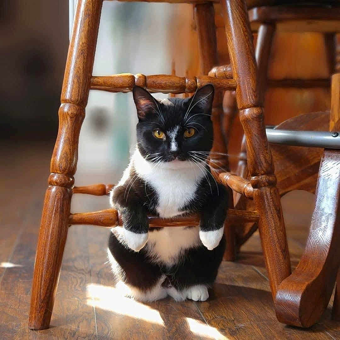 Tori joined the competition — help win amazing prizes! animal, armchair, art, barstool, blackcat, cat, chair, egyptiancat, furniture, hardwood, indoors, interiordesign, kitten, manx, pet, plywood, rockingchair, snout, stainedwood, wood