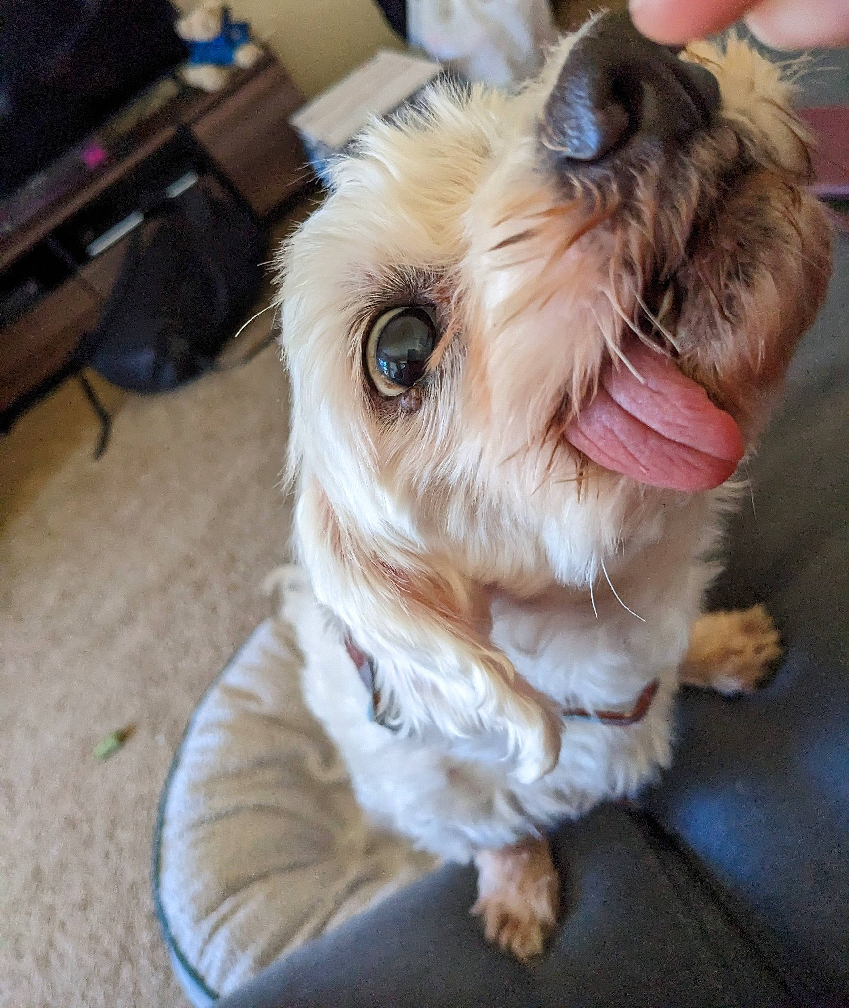 Theo joined the competition — help win amazing prizes! canidae, carnivore, collar, companion_dog, dog, dog_breed, dog_collar, dog_supply, fawn, felidae, fur, liver, small_terrier, snout, sporting_group, terrier, toy_dog, whiskers, working_animal, yorkshire_terrier