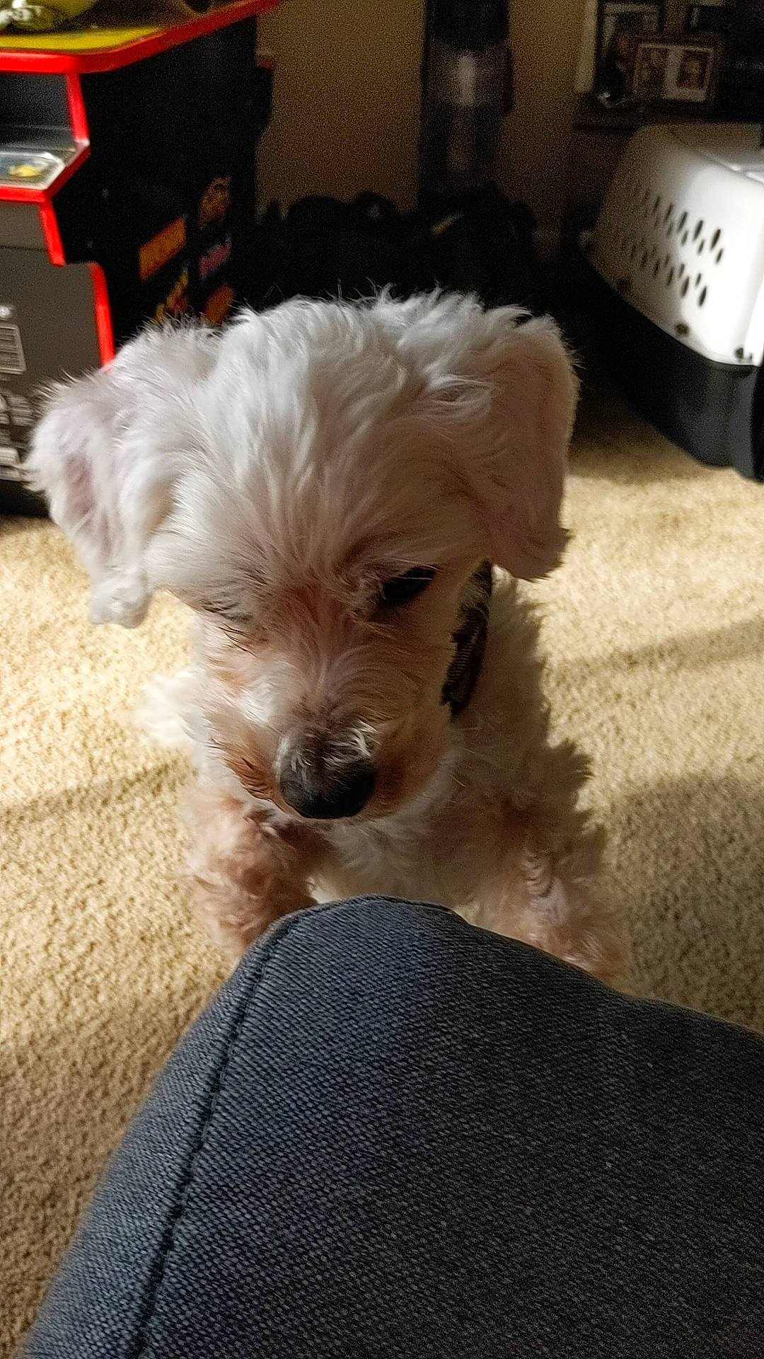 Theo joined the competition — help win amazing prizes! bichon, canidae, carnivore, companion_dog, dog, dog_breed, dog_supply, flooring, fur, maltepoo, non_sporting_group, poodle_crossbreed, small_terrier, snout, sporting_group, terrier, toy_dog, working_animal, yorkipoo