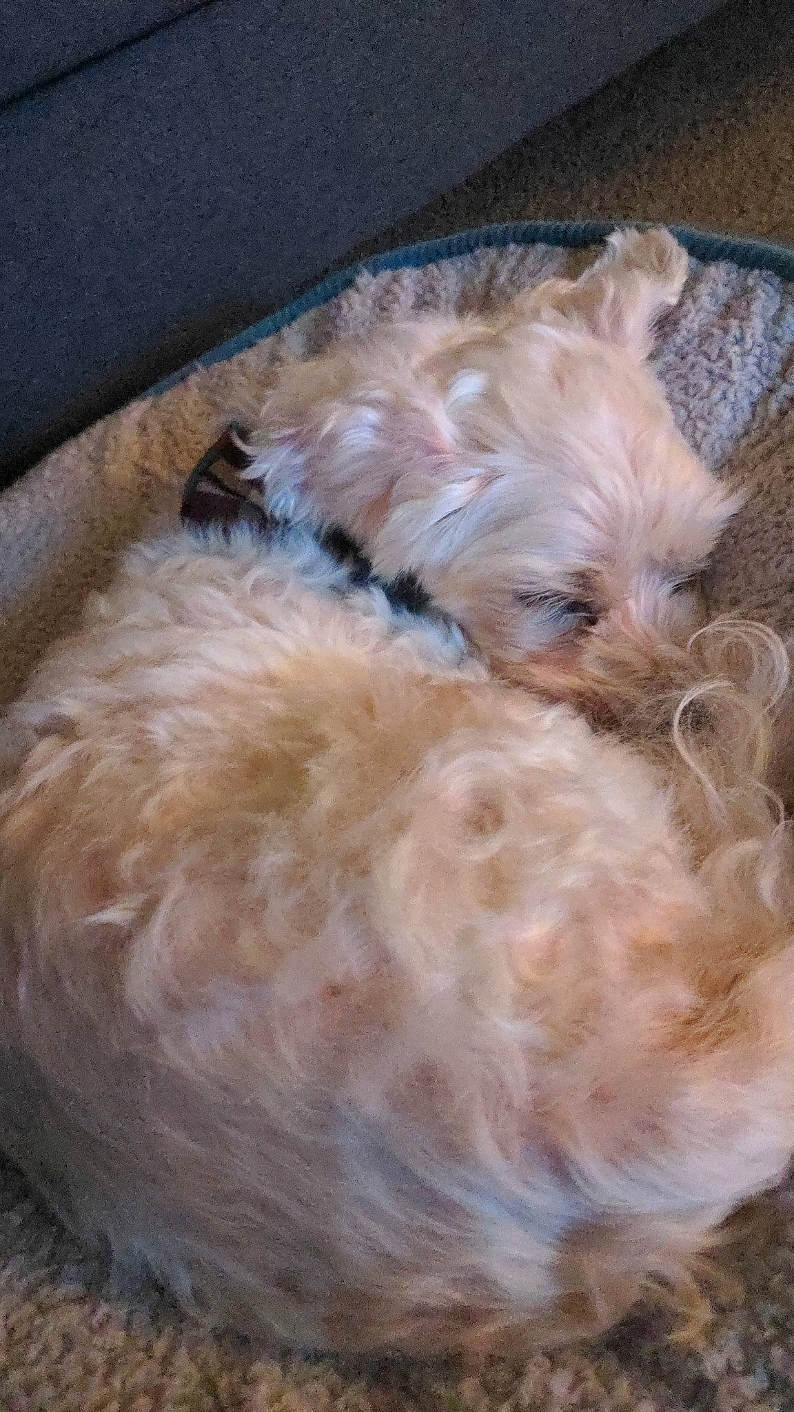 Theo is registered to the contest to win money with this photo: canidae, carnivore, cockapoo, companion_dog, dog, dog_breed, eye, fawn, fur, labradoodle, liver, puppy_love, small_terrier, snout, sporting_group, tail, terrier, toy_dog, whiskers, working_animal