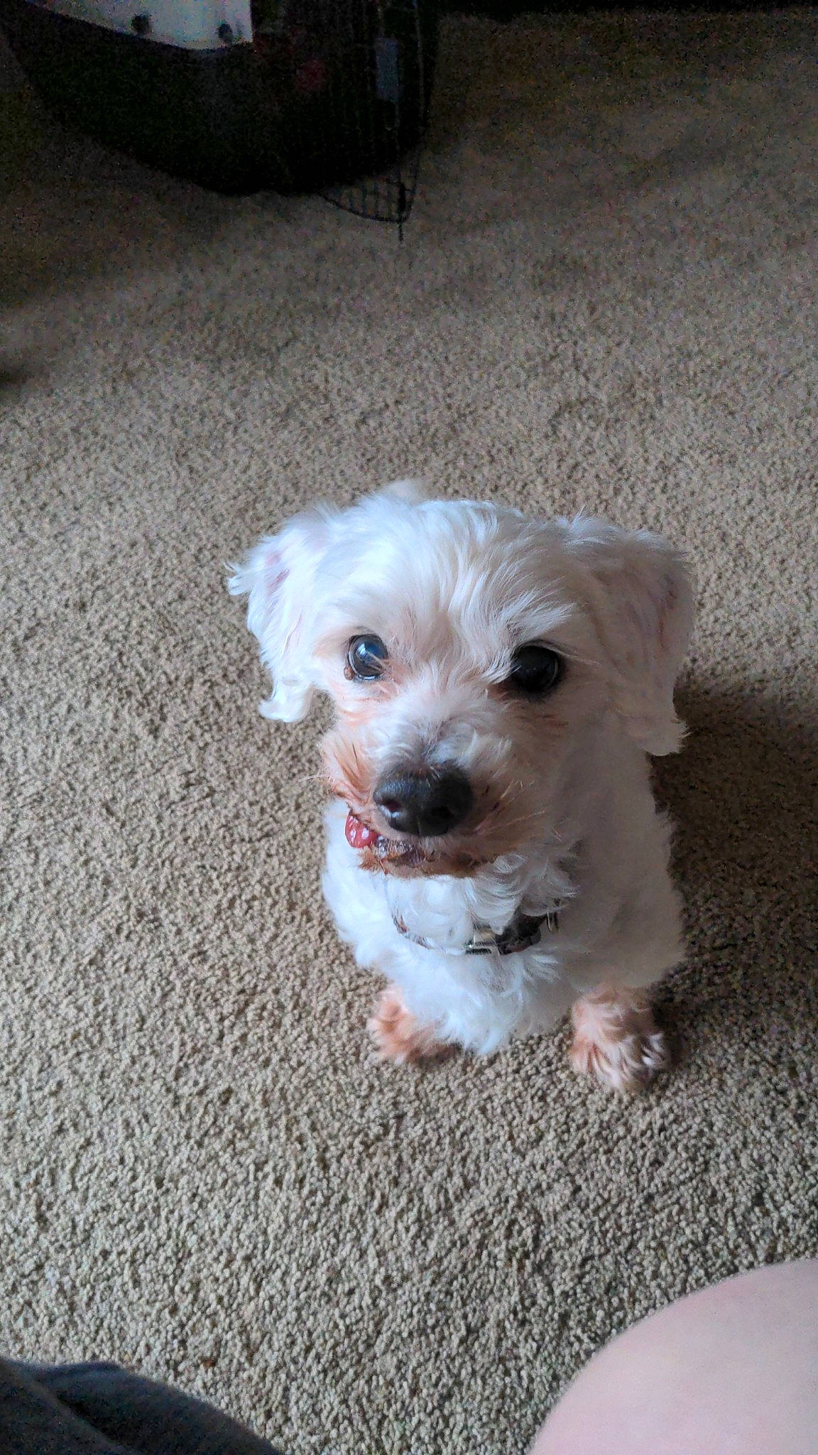 Theo is registered to the contest to win money with this photo: canidae, carnivore, companion_dog, dog, dog_breed, dog_supply, fawn, firefighter, fur, labradoodle, maltepoo, shih_poo, small_terrier, snout, sporting_group, terrier, toy_dog, whiskers, working_animal, yorkipoo