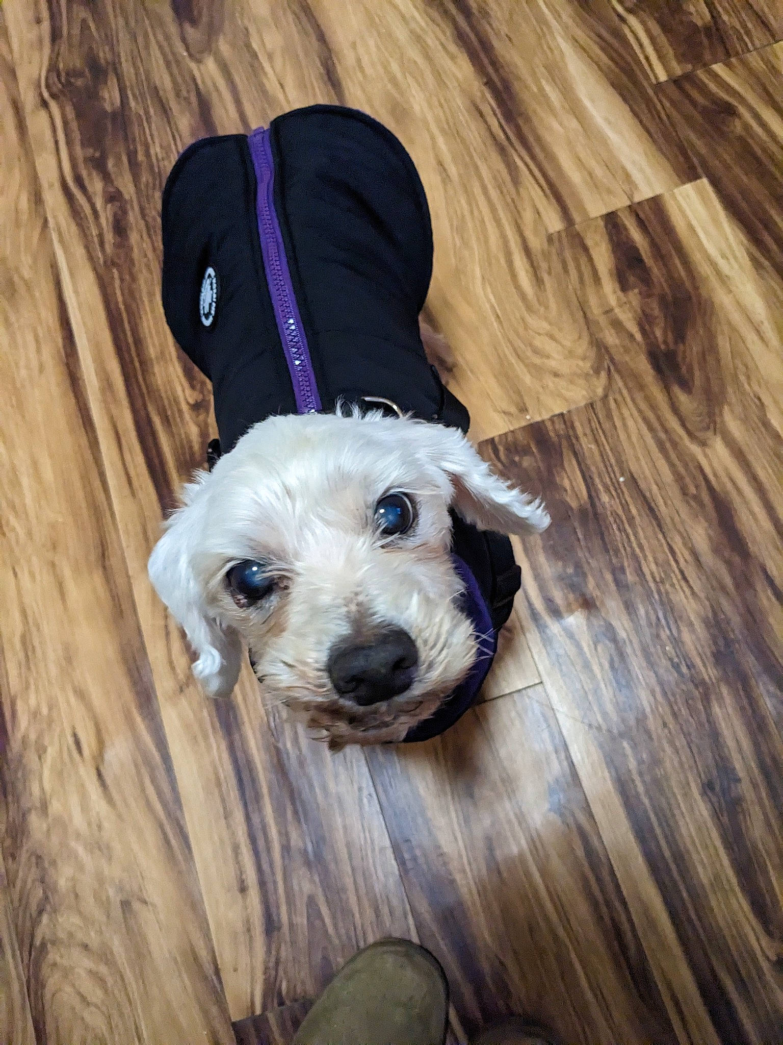 Theo joined the competition — help win amazing prizes! ball, carnivore, companion_dog, dog, dog_breed, dog_clothes, dog_collar, dog_supply, fawn, flooring, hardwood, hat, personal_protective_equipment, pet_supply, snout, sporting_group, toy, toy_dog, wood, working_animal