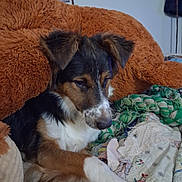 Max is registered to the contest to win money with this photo: dog, quilt, stuffed_animal, brown, black, white, patchwork, indoor, resting, fur, ears, snout, paw, bedroom, blanket, toy, cozy, looking_down, animal, pet