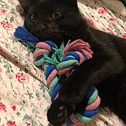Blackie joined the competition — help win amazing prizes! black_cat, cat, pet, animal, toy, rope_toy, bedspread, floral_pattern, paw, fur, indoor, cute, playful, resting, close_up, whiskers, claws, sleepy, domestic_cat, feline