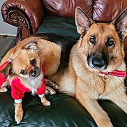 Missy Rue joined the competition — help win amazing prizes! dog, small_dog, large_dog, german_shepherd, red_sweater, collar, leather_couch, living_room, pet, animal, fur, ears, eyes, nose, paw, sitting, relaxed, indoor, cute, companion