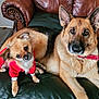 dog, small_dog, large_dog, german_shepherd, red_sweater, collar, leather_couch, living_room, pet, animal, fur, ears, eyes, nose, paw, sitting, relaxed, indoor, cute, companion