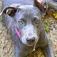 Posh is registered to the contest to win money with this photo: animal, canine, close_up, curious, daylight, dog, ears, eyes, fur_texture, grass, gray_fur, laying_down, leaves, nature, outdoor, pet, pink_collar, portrait, snout, young_dog