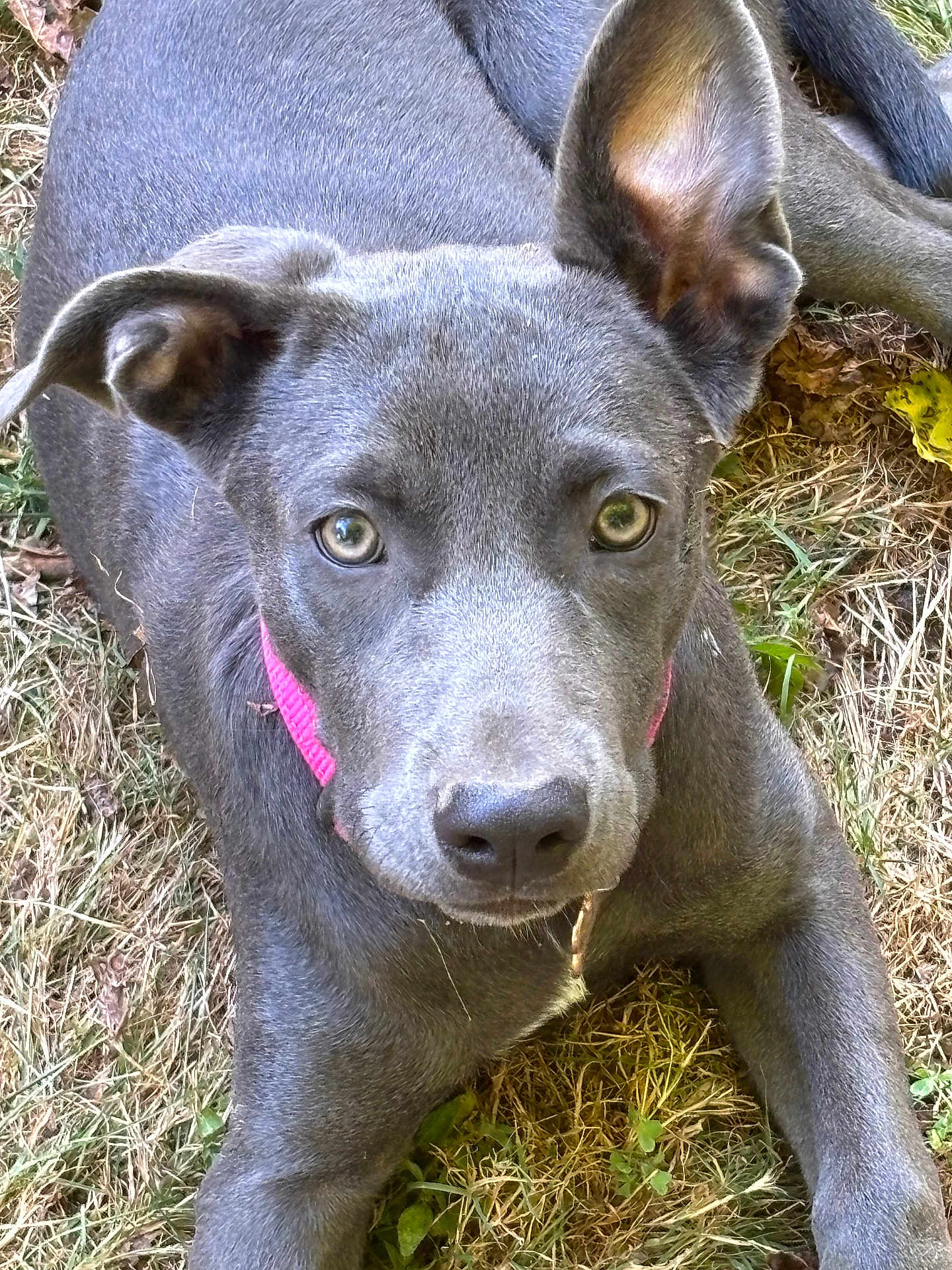 Posh is registered to the contest to win money with this photo: animal, canine, close_up, curious, daylight, dog, ears, eyes, fur_texture, grass, gray_fur, laying_down, leaves, nature, outdoor, pet, pink_collar, portrait, snout, young_dog